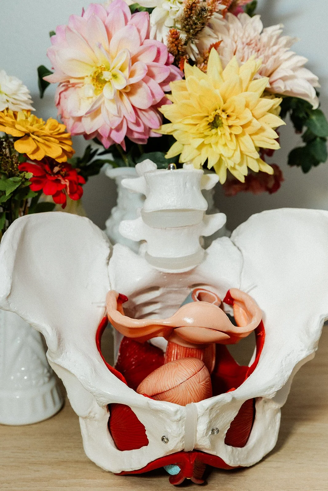 Understanding Pelvic Organ Prolapse &amp; How Physical Therapy Helps