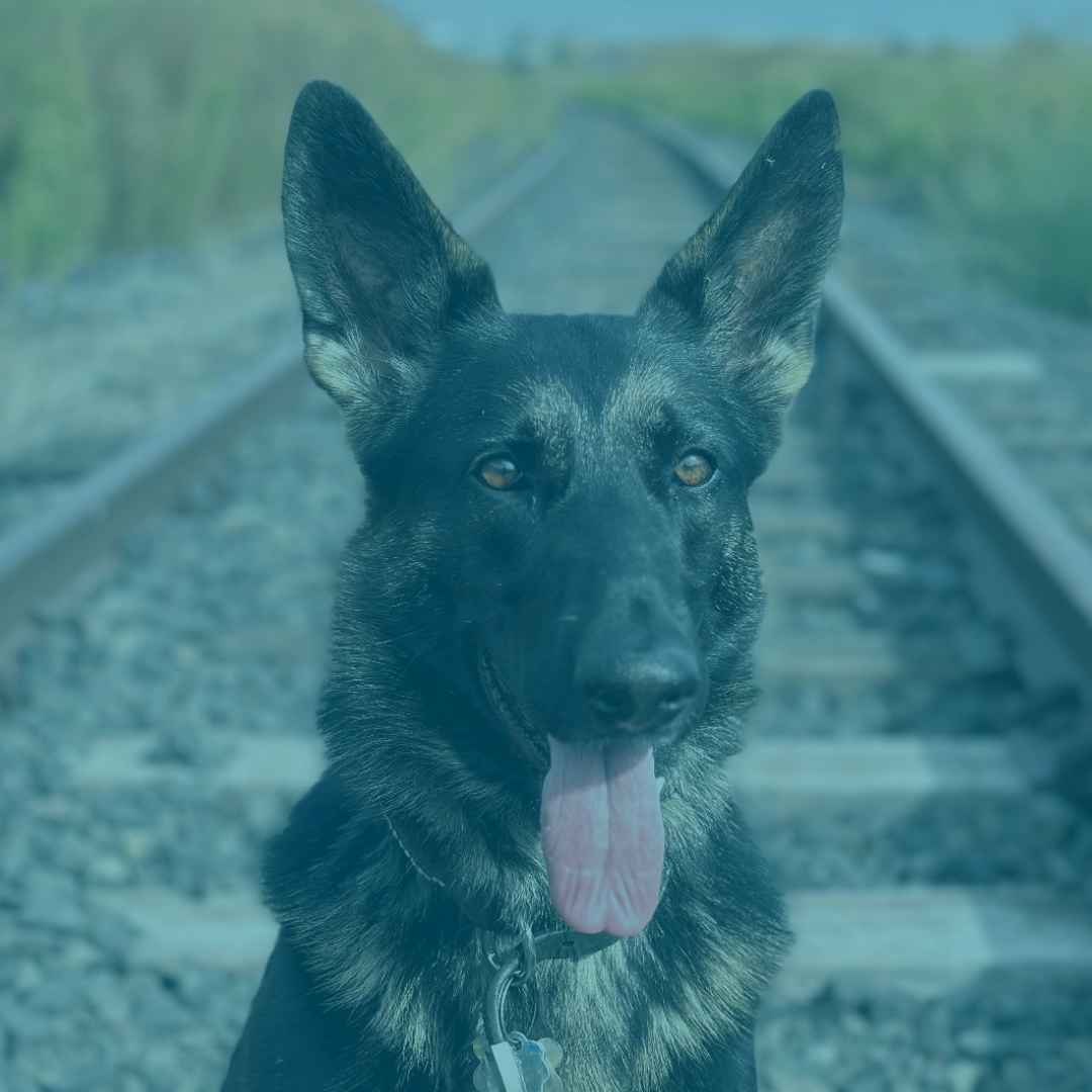 NORA: Bilateral Elbow Dysplasia >