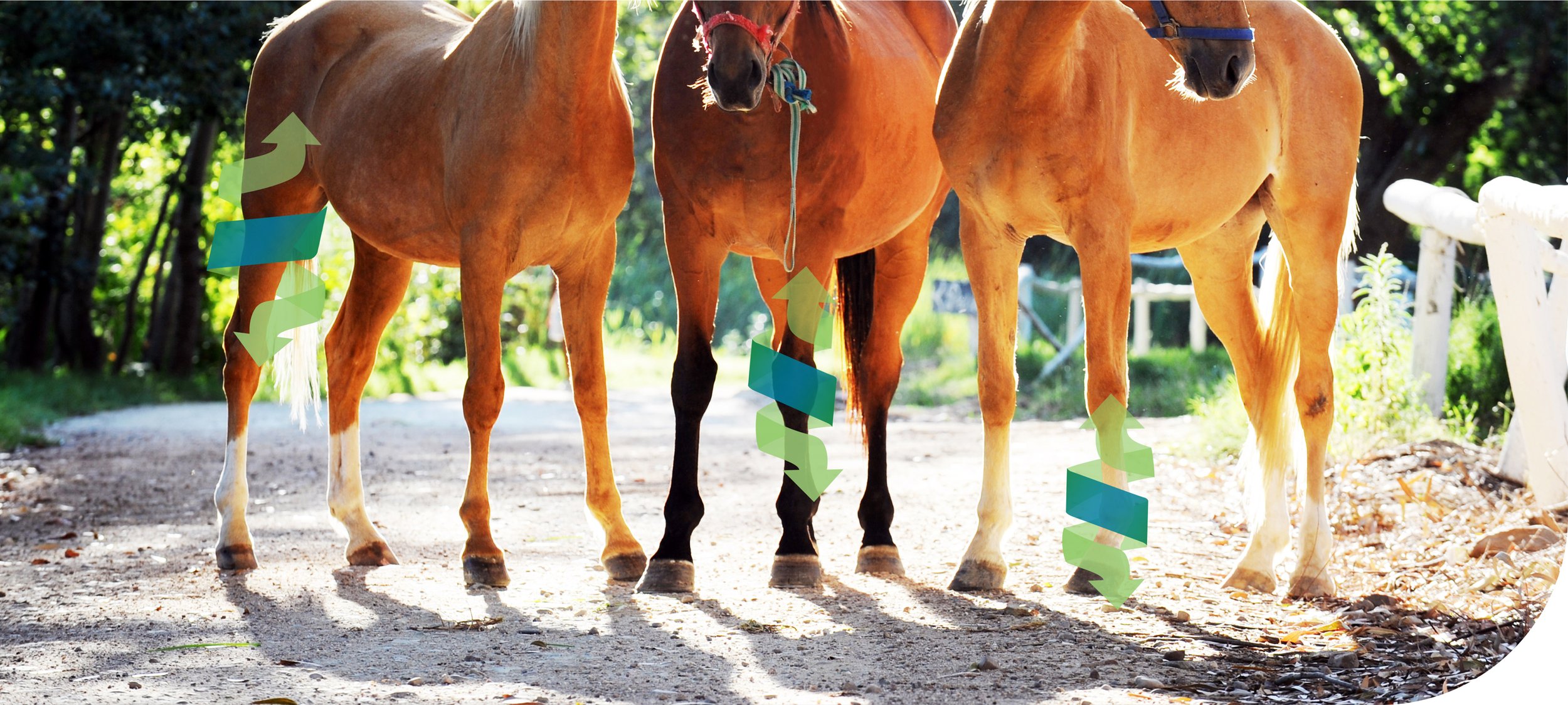 Equine Veterinary Services - Health - Needles: Which one do I use?