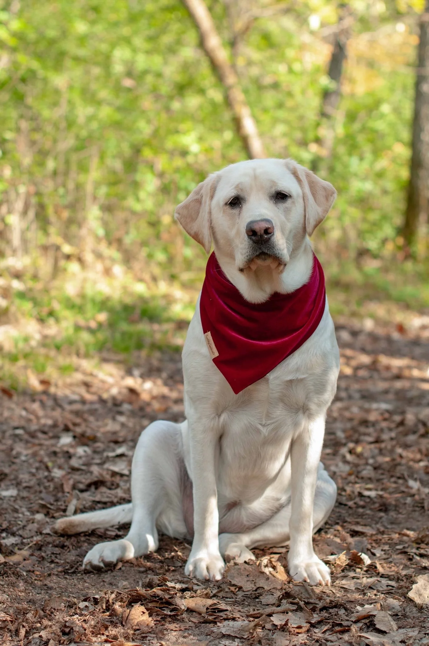 KODA : medial coronoid disease > — Spryng with OsteoCushion Technology