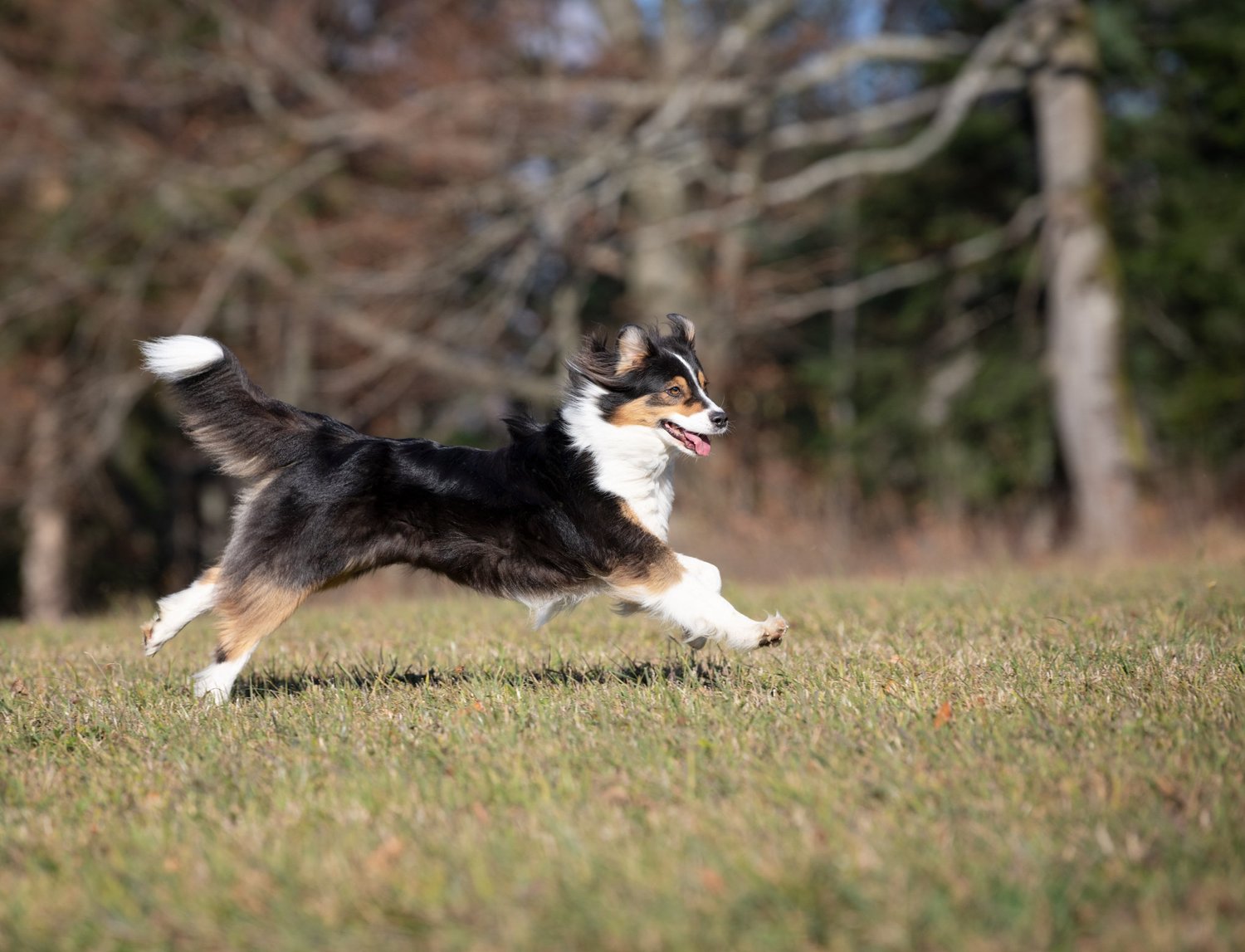 Spry Good Small Spryng Health | Small Animal — Spryng with OsteoCushion Technology