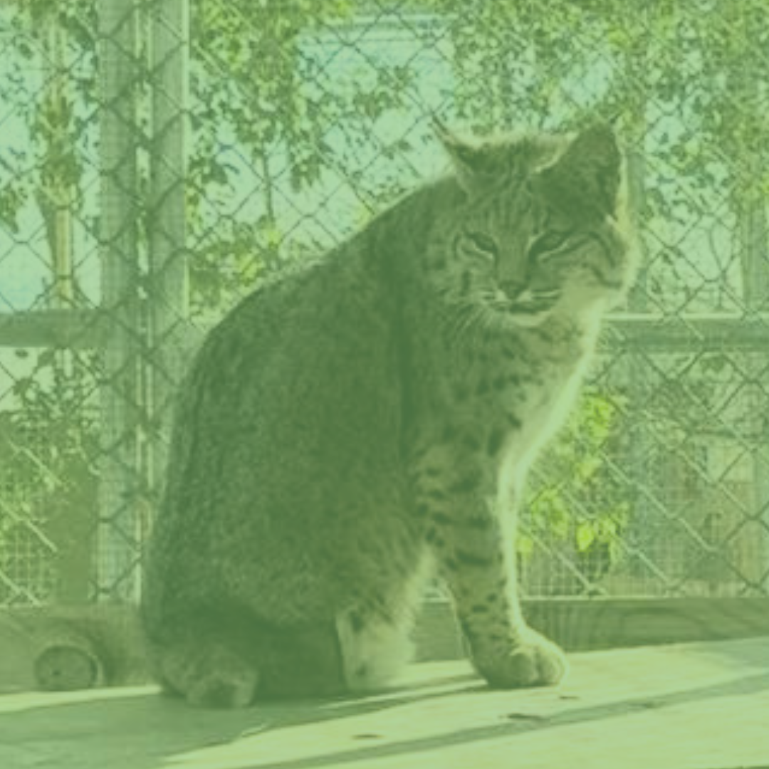 YUMA : hip osteoarthritis & pelvic injury >