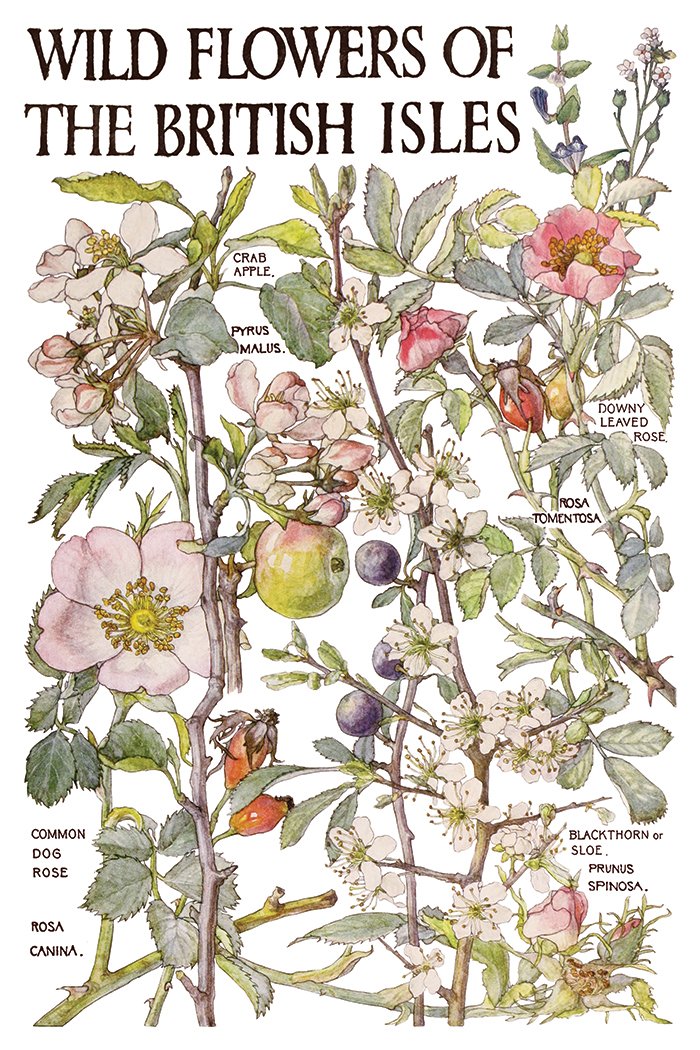 IOD-TRA-PRM Primrose Isle artwork page 1 small.jpg