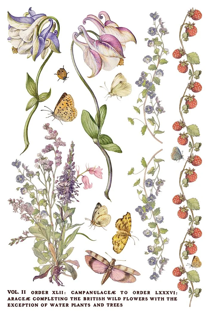 IOD-TRA-PRM Primrose Isle artwork page 3 small.jpg