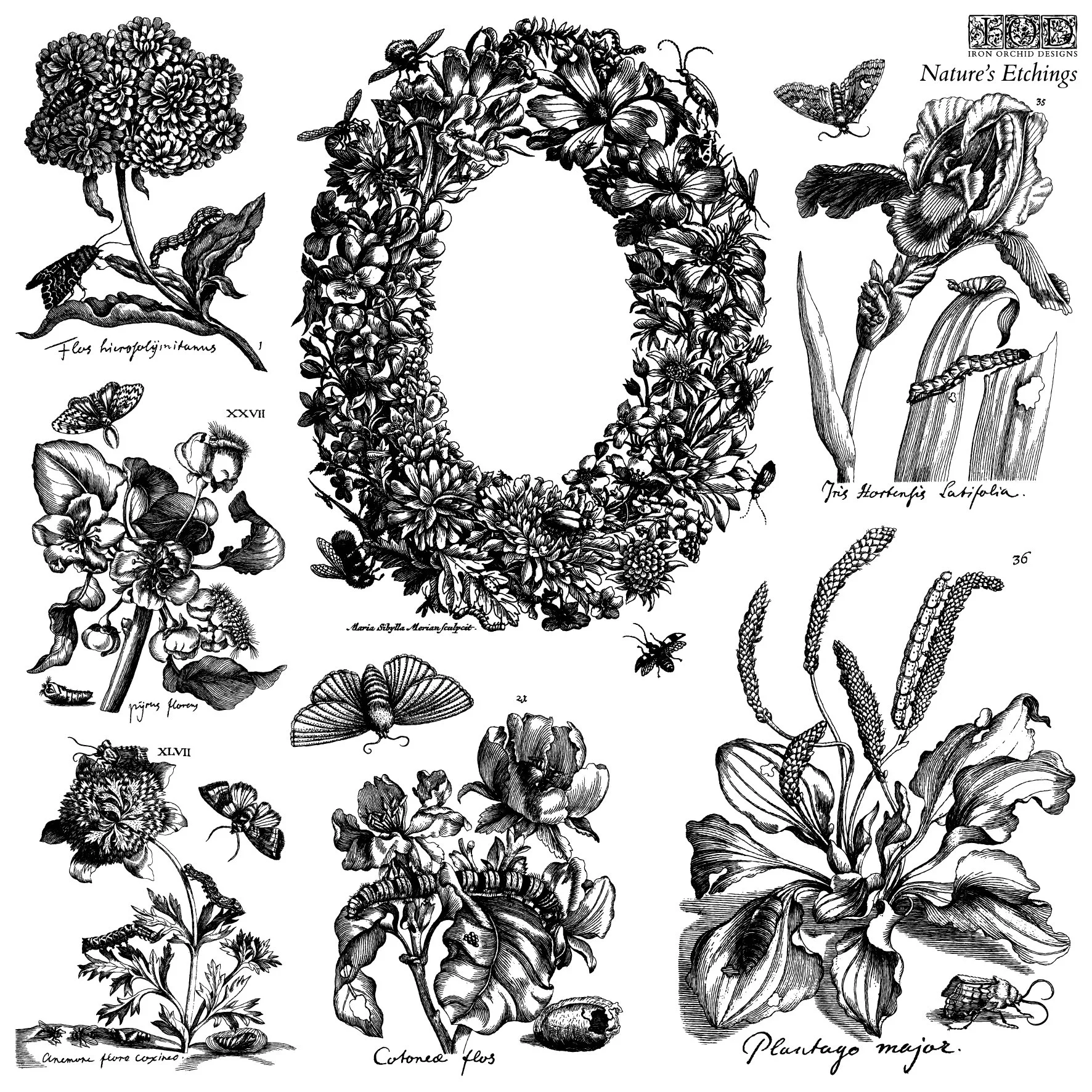 IOD-STA-NAT Nature's Etchings stamp artwork-02.jpg