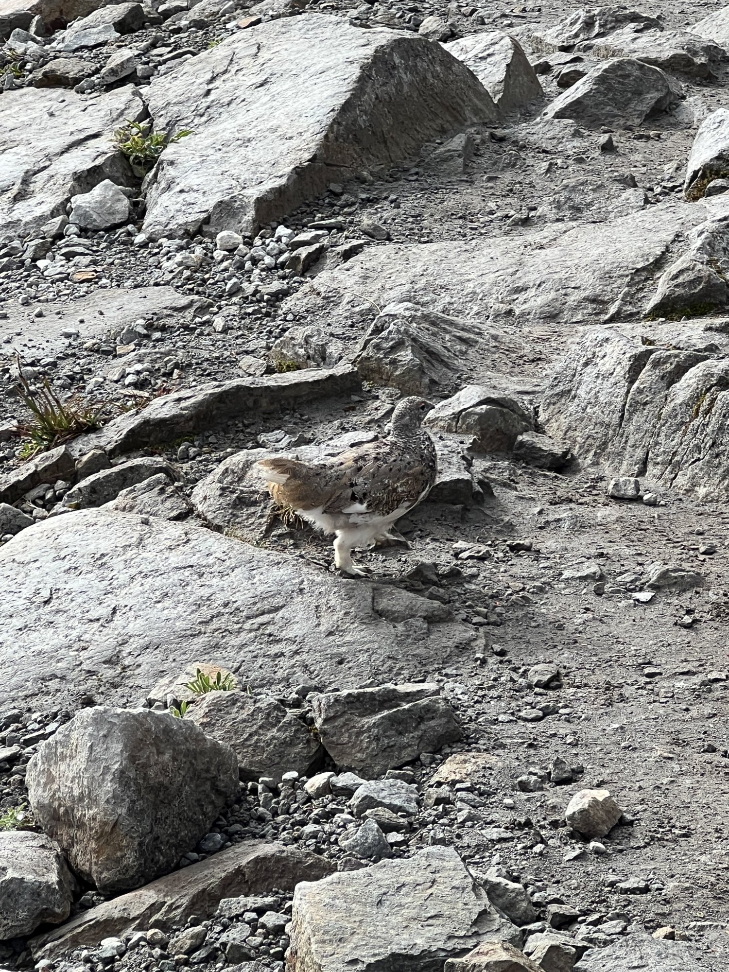 ptarmigan2023-76.jpg