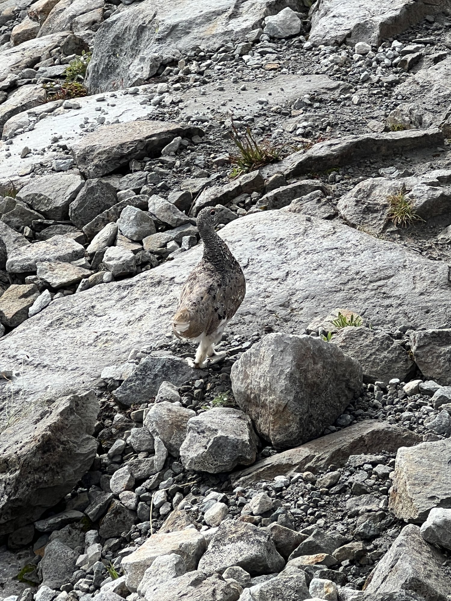 ptarmigan2023-75.jpg
