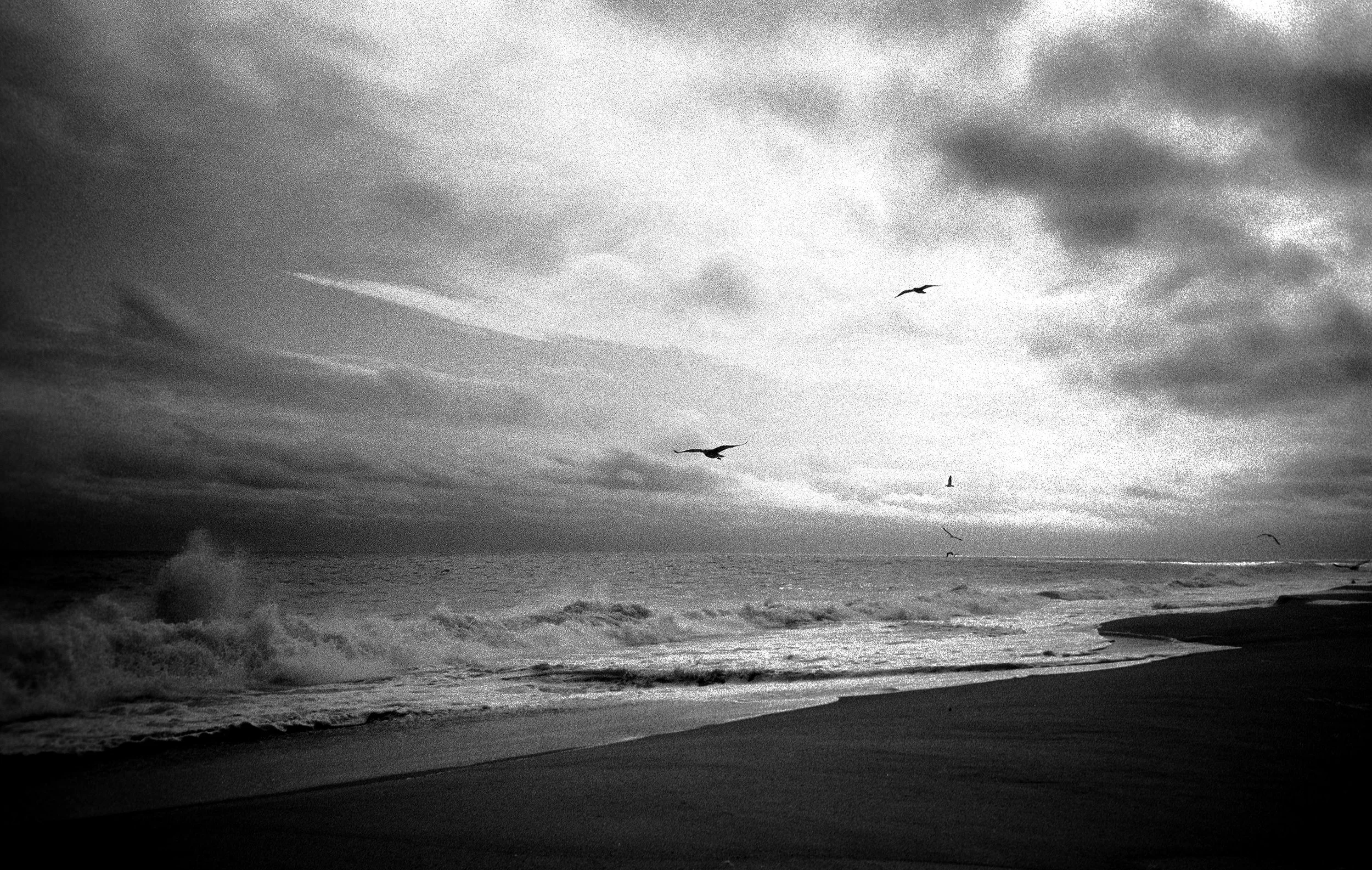 Montauk Birds