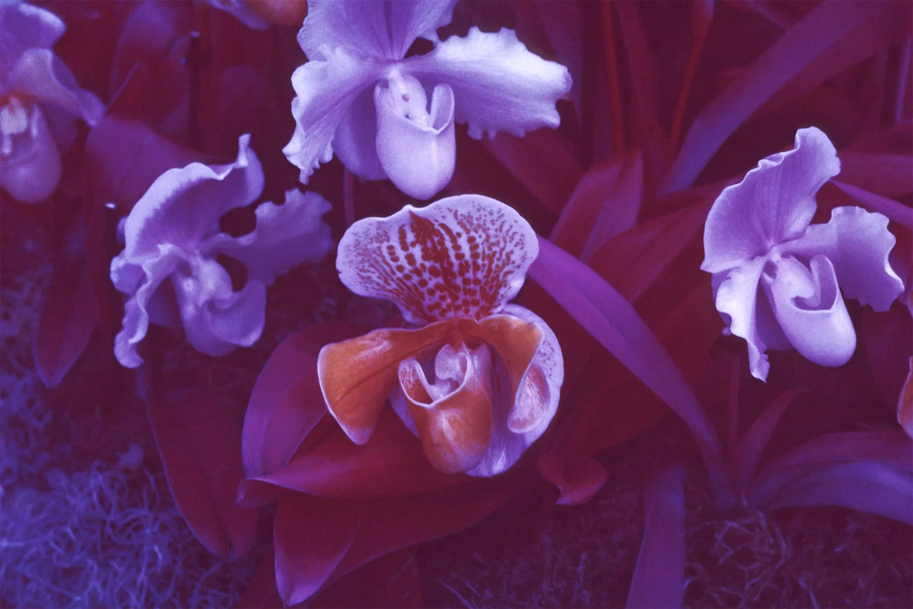 Infrared Orchids