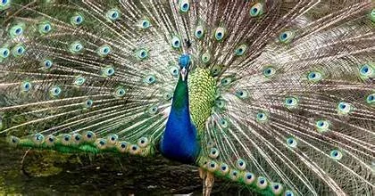 I Wanted the Story. I Accepted a Draft.