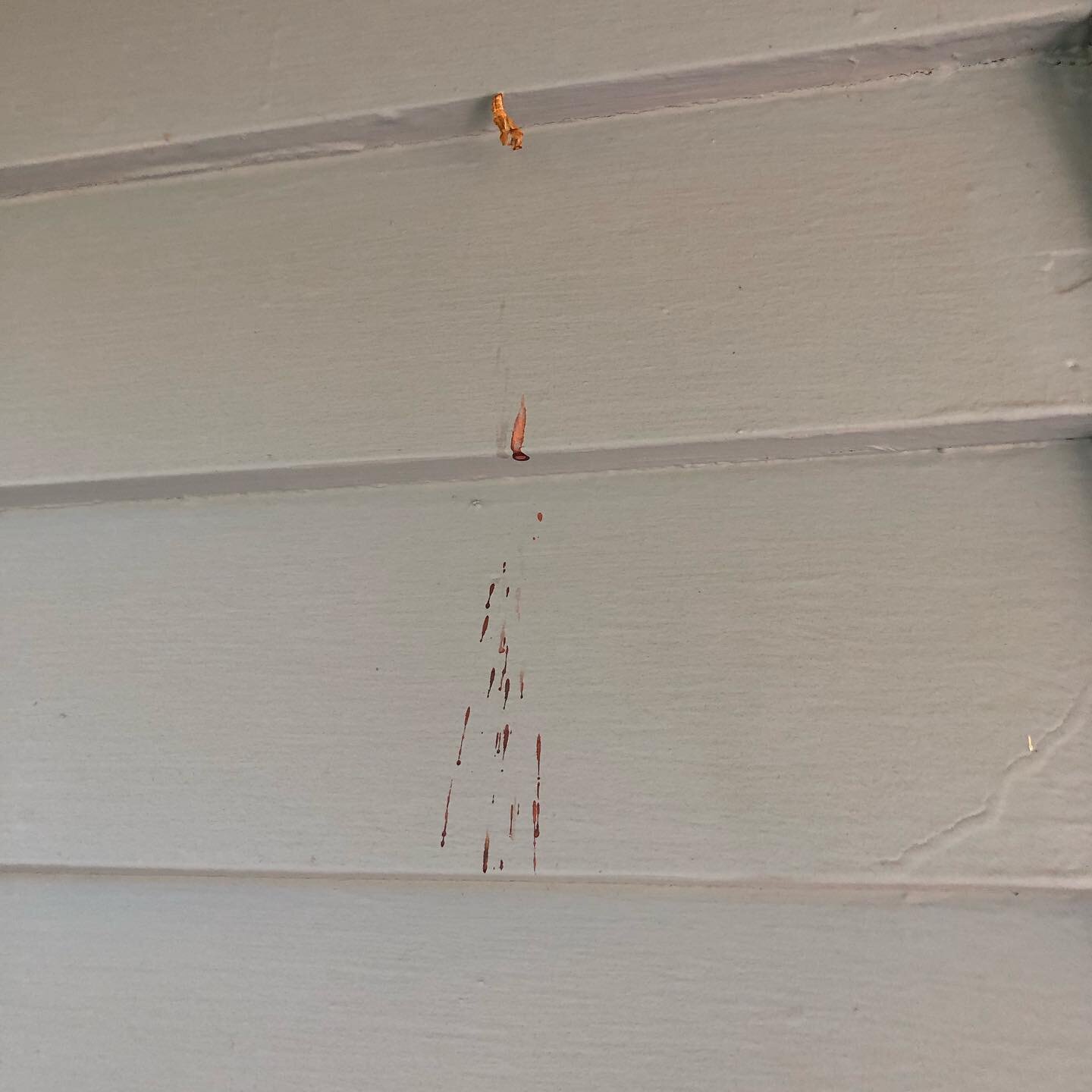 When you see this sort of splatter in the screened-in porch, you wonder if a butterfly has found its way off the porch yet. 

2021 is year 2 of Gulf fritillary residence at my home. Last year had 3 generations (caterpillar &mdash;&gt; chrysalis &mdas