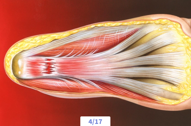 Cross-section of a human foot showing muscles, tendons, and bones.