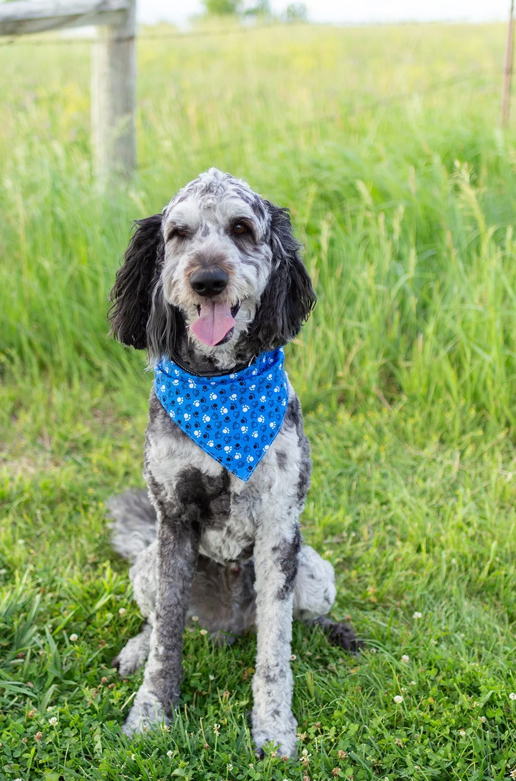 Labradoodle Nebraska Photography