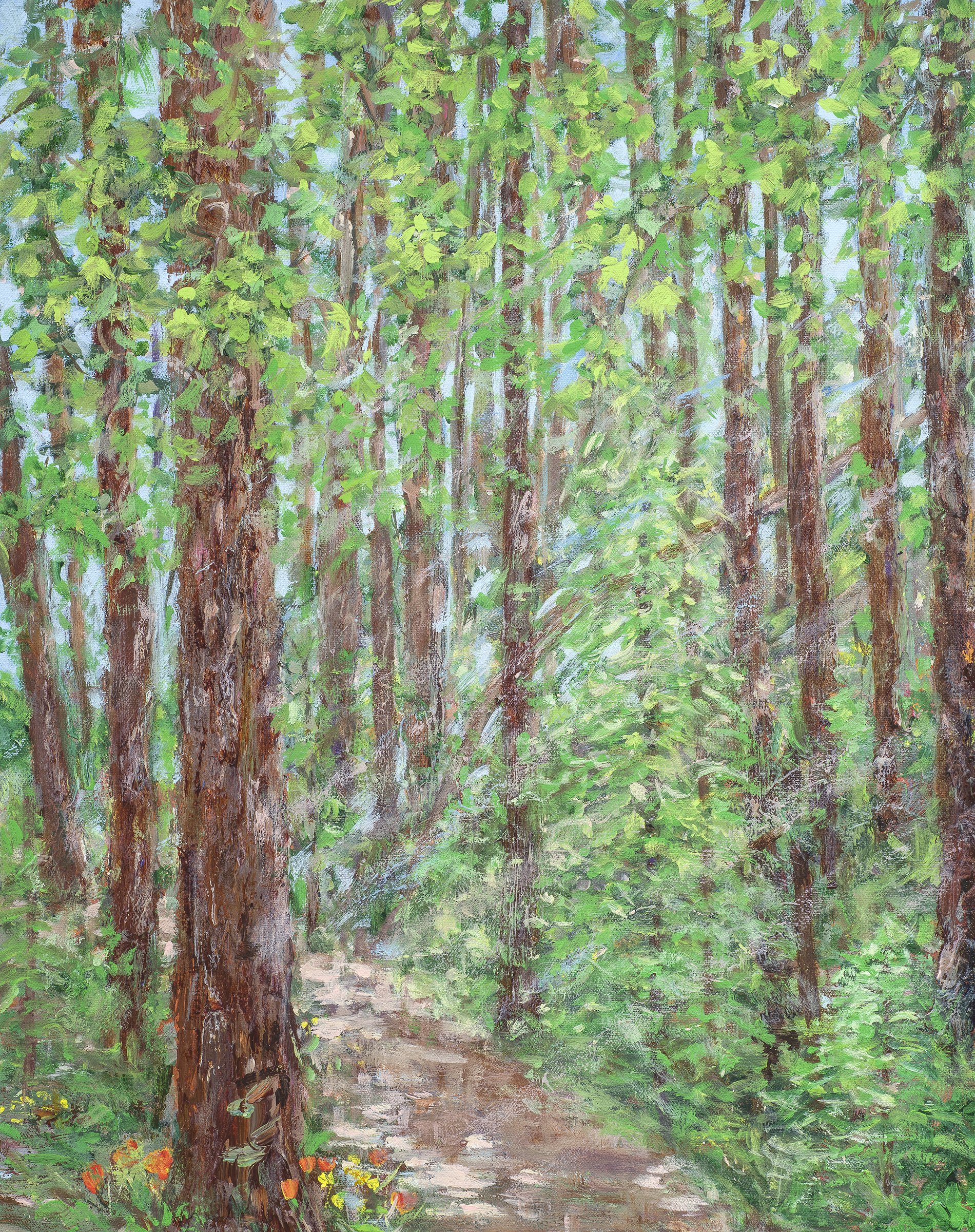 Coastal Redwoods Seeking Light.jpg