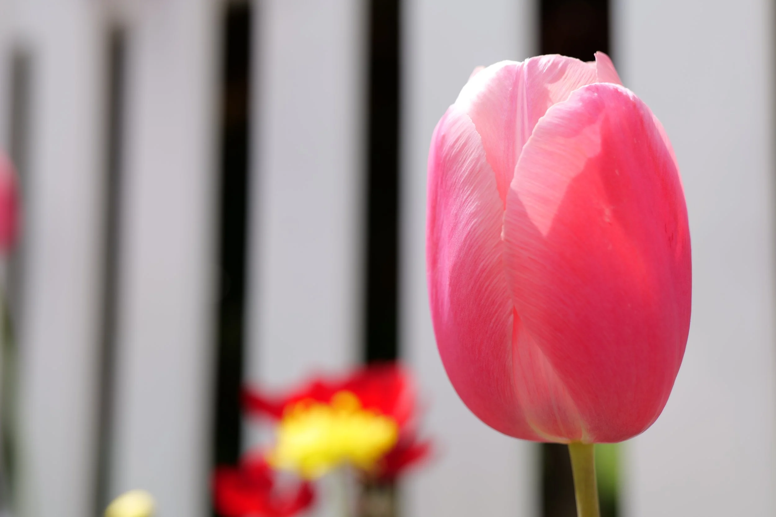 The Blooming Tulip Of Spring