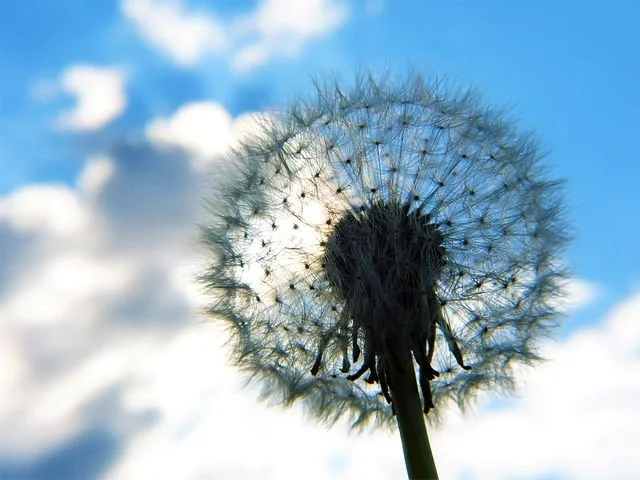 Close-up of a dandelion seed head against a blue sky with clouds.