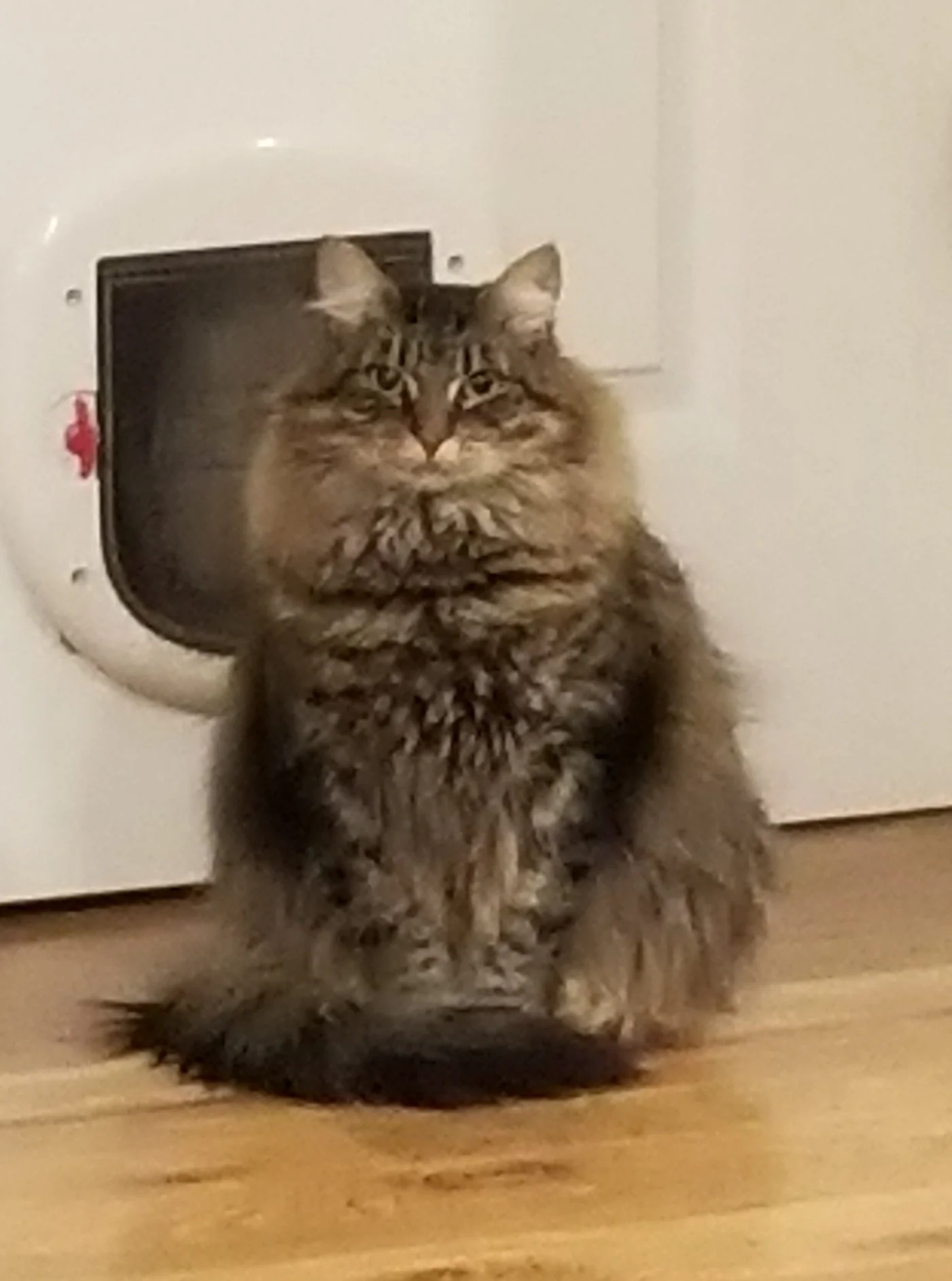 Fluffy tabby cat sitting in front of a pet door on a wooden floor.
