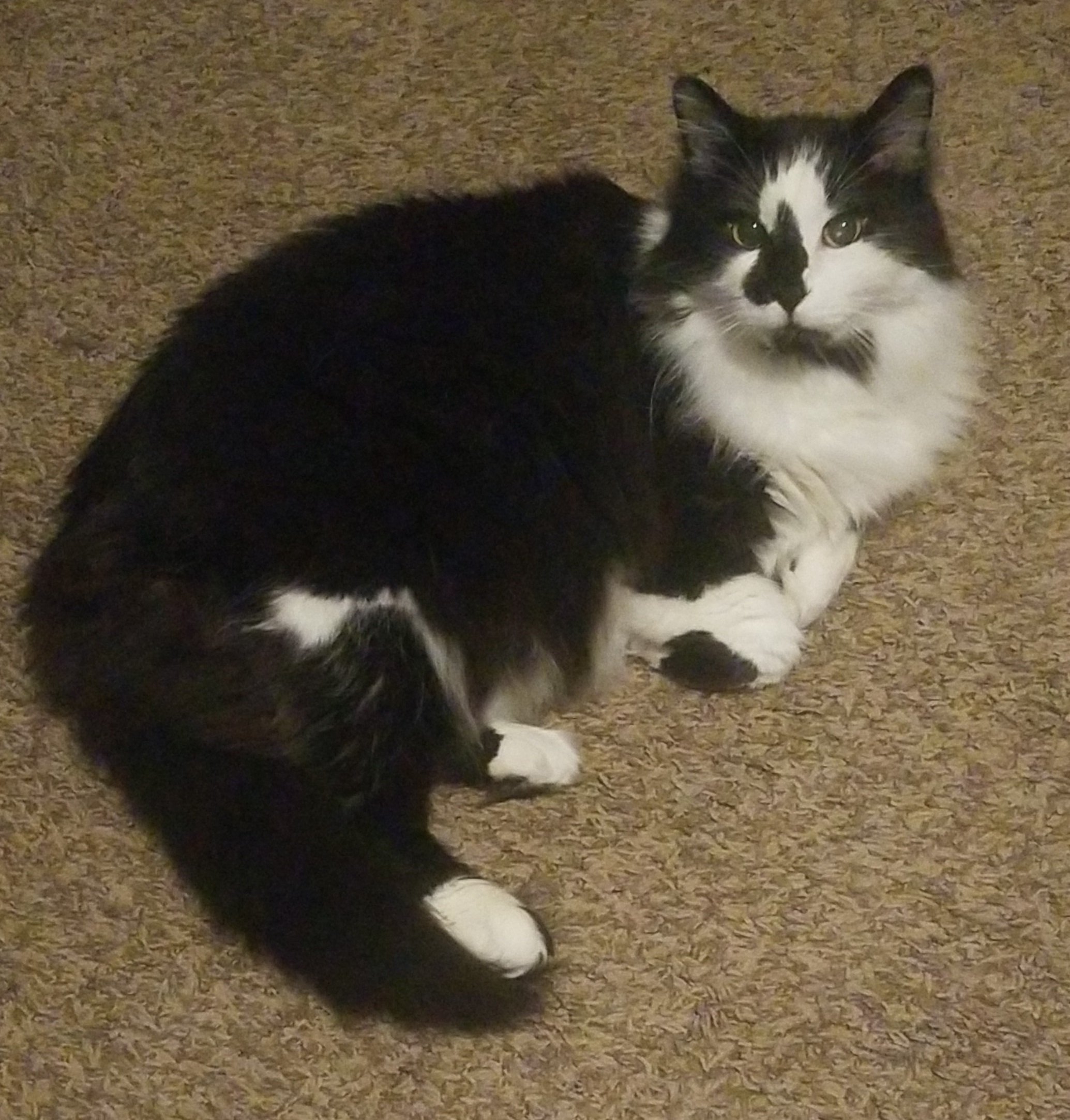 Fluffy black and white cat lying on a carpet