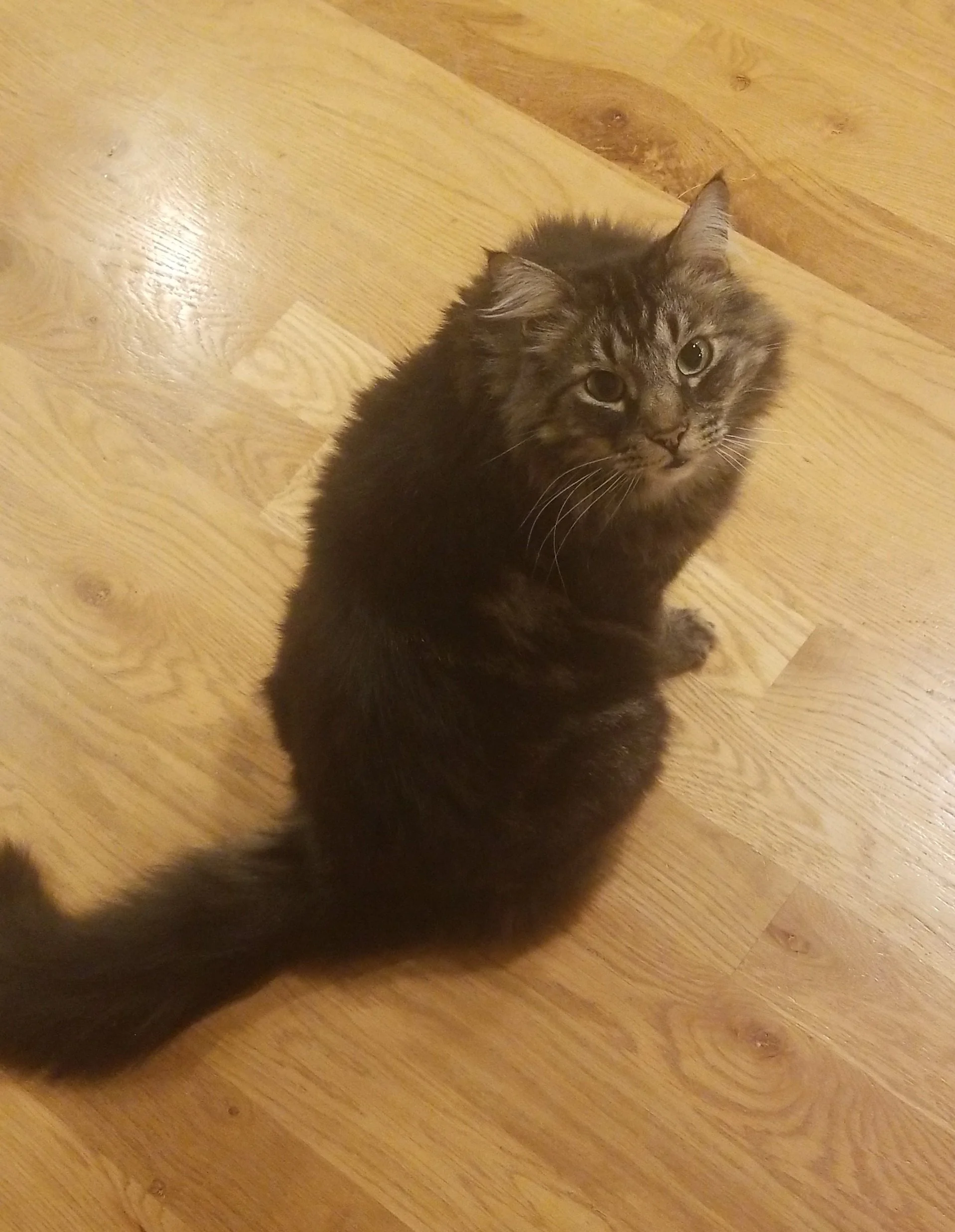 Fluffy cat on wooden floor looking up