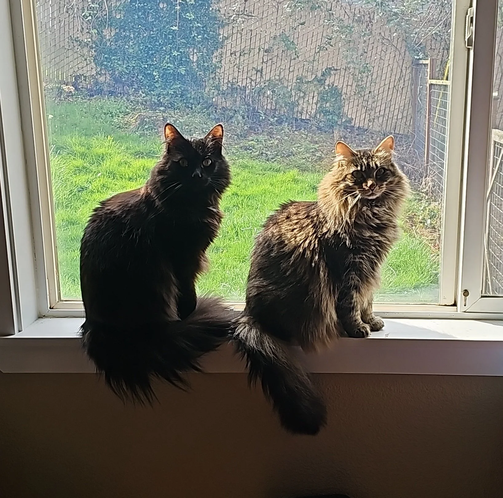 Two fluffy cats sitting on a windowsill, looking outside at a grassy garden.