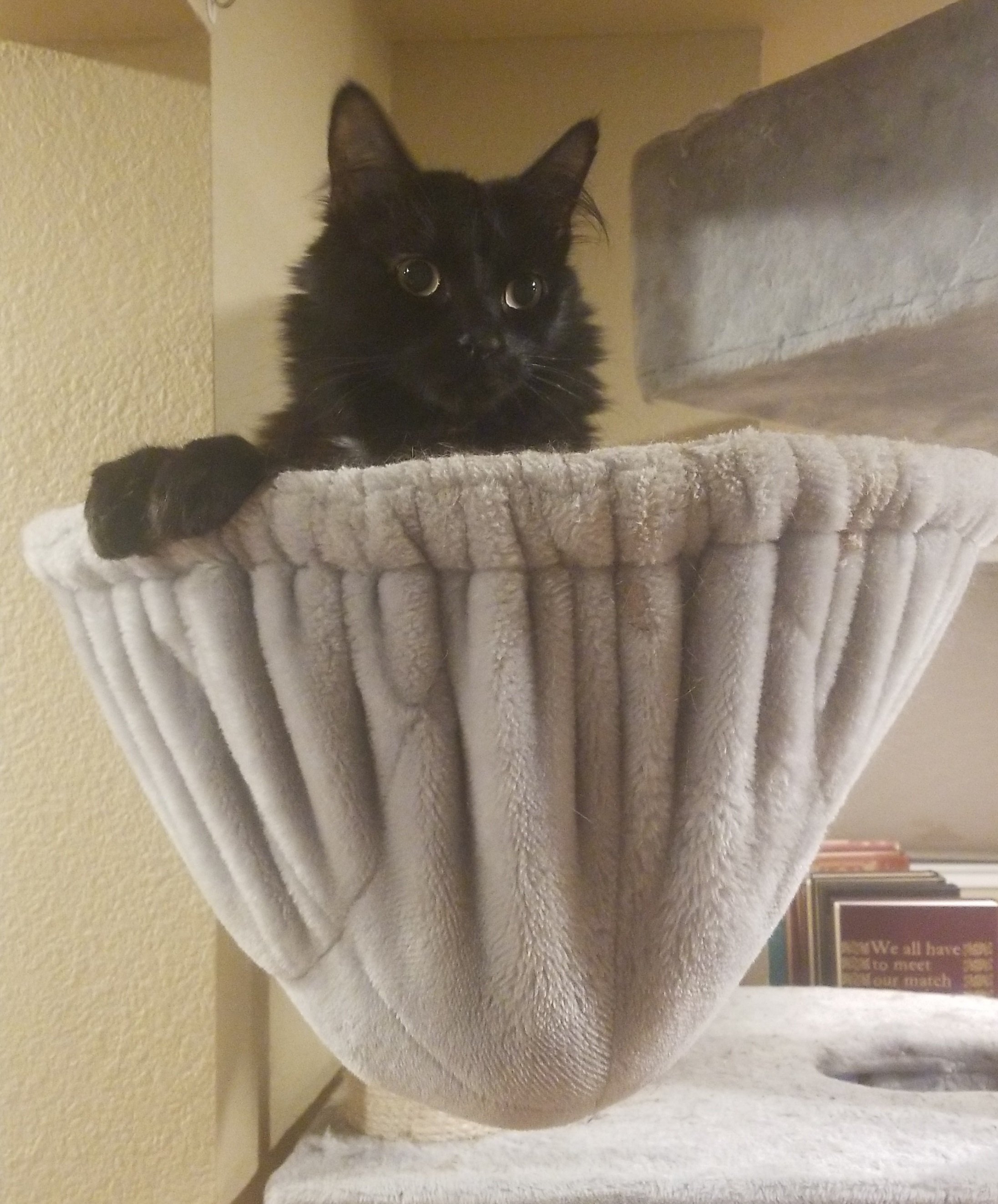 Black cat sitting in a gray cat bed, looking curious with wide eyes.