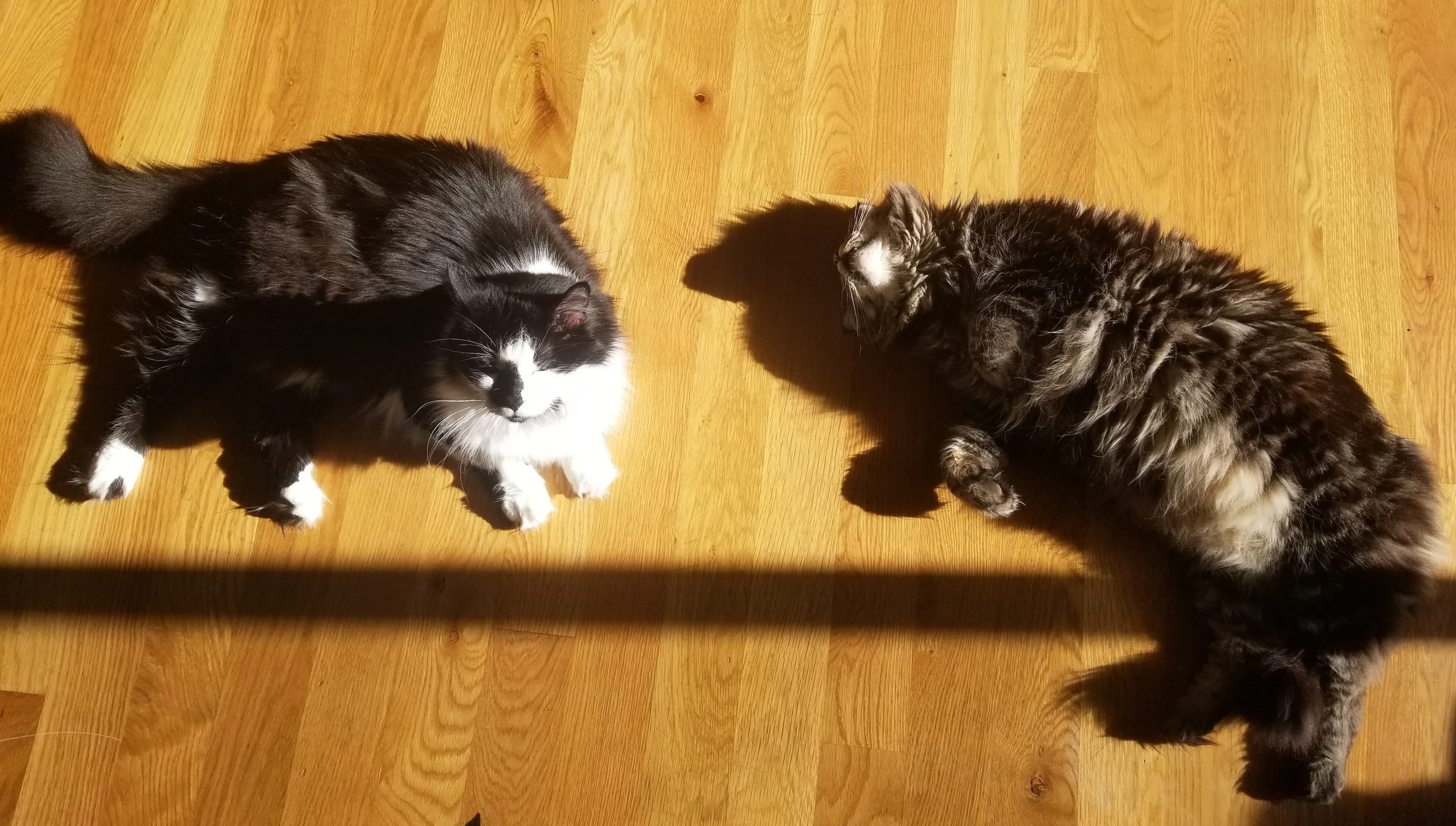 Two cats lying on a sunlit wooden floor, one black and white, the other fluffy and gray, enjoying the sunlight.