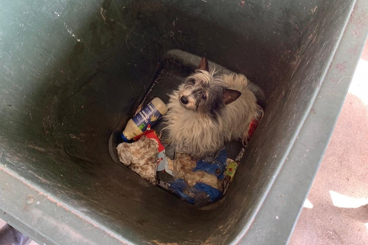 Abandoned+dog+in+bin.jpg