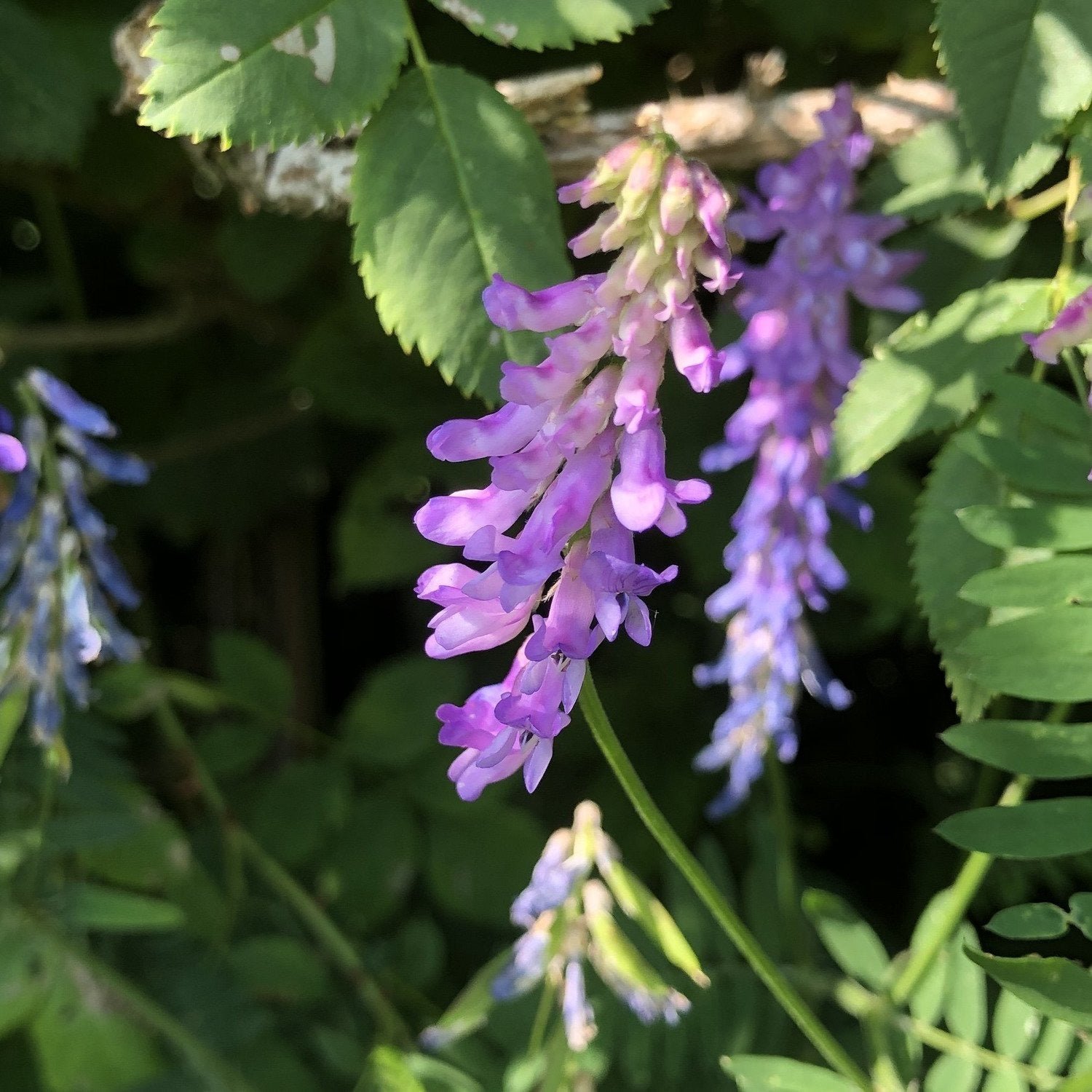 Native British wildflower seeds Butterflies and moths mix — Wildlife