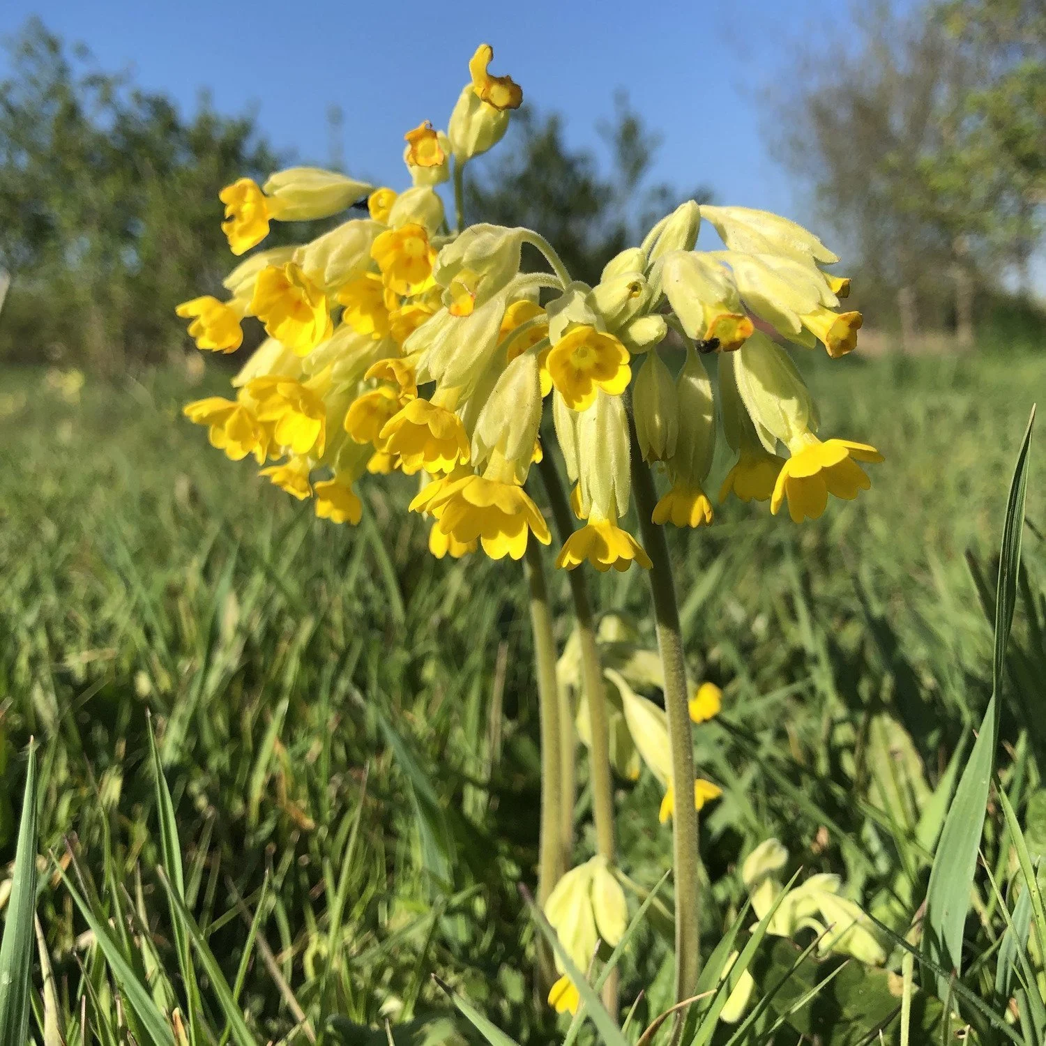 Native British wildflower seeds Butterflies and moths mix — Wildlife
