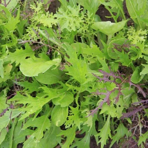 Salad Greens Asian mix seeds — Wildlife & Welfare