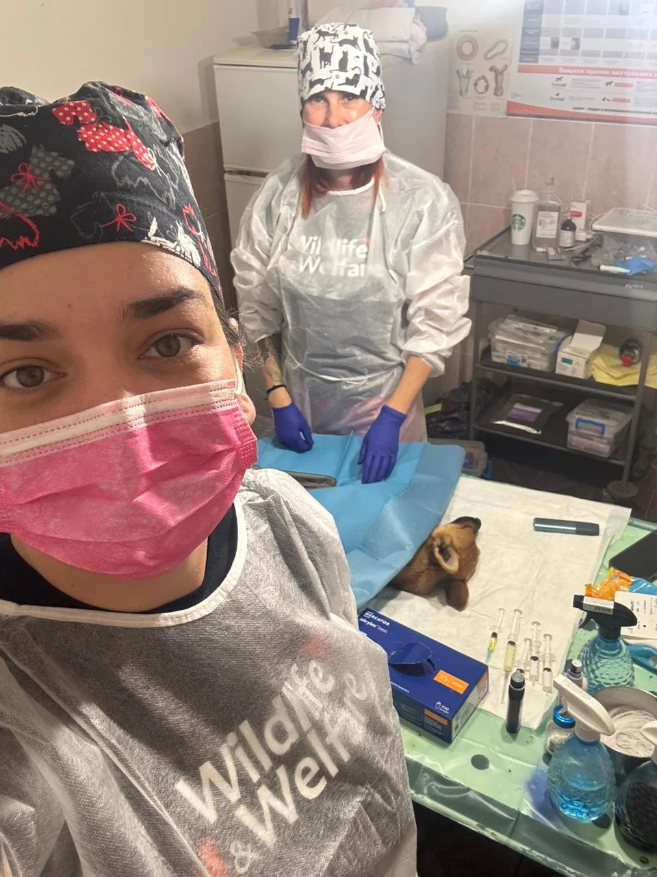 Protecting animals and communities in Ukraine: Our Autumn 2025 update