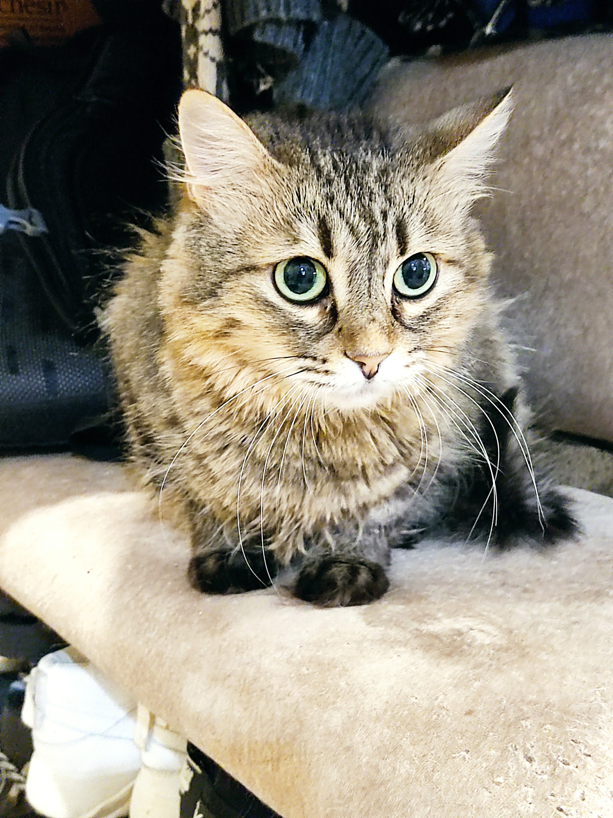 Siari’s Journey: From Street to Sanctuary