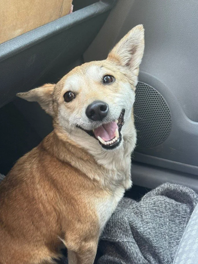 Supporting Ukraine’s animals: A look back at 2025