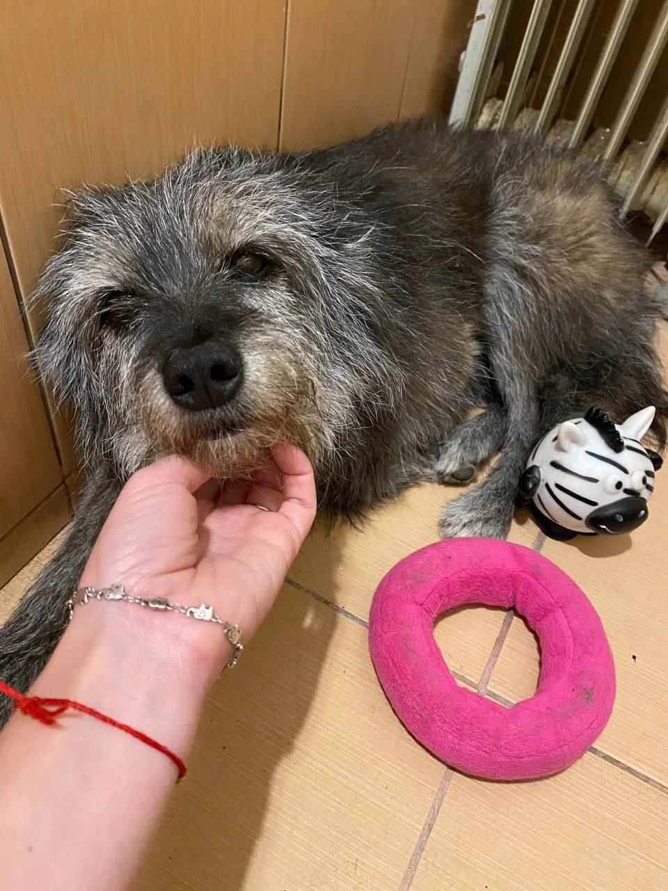 Zhuzha: The little dog who refused to be lost