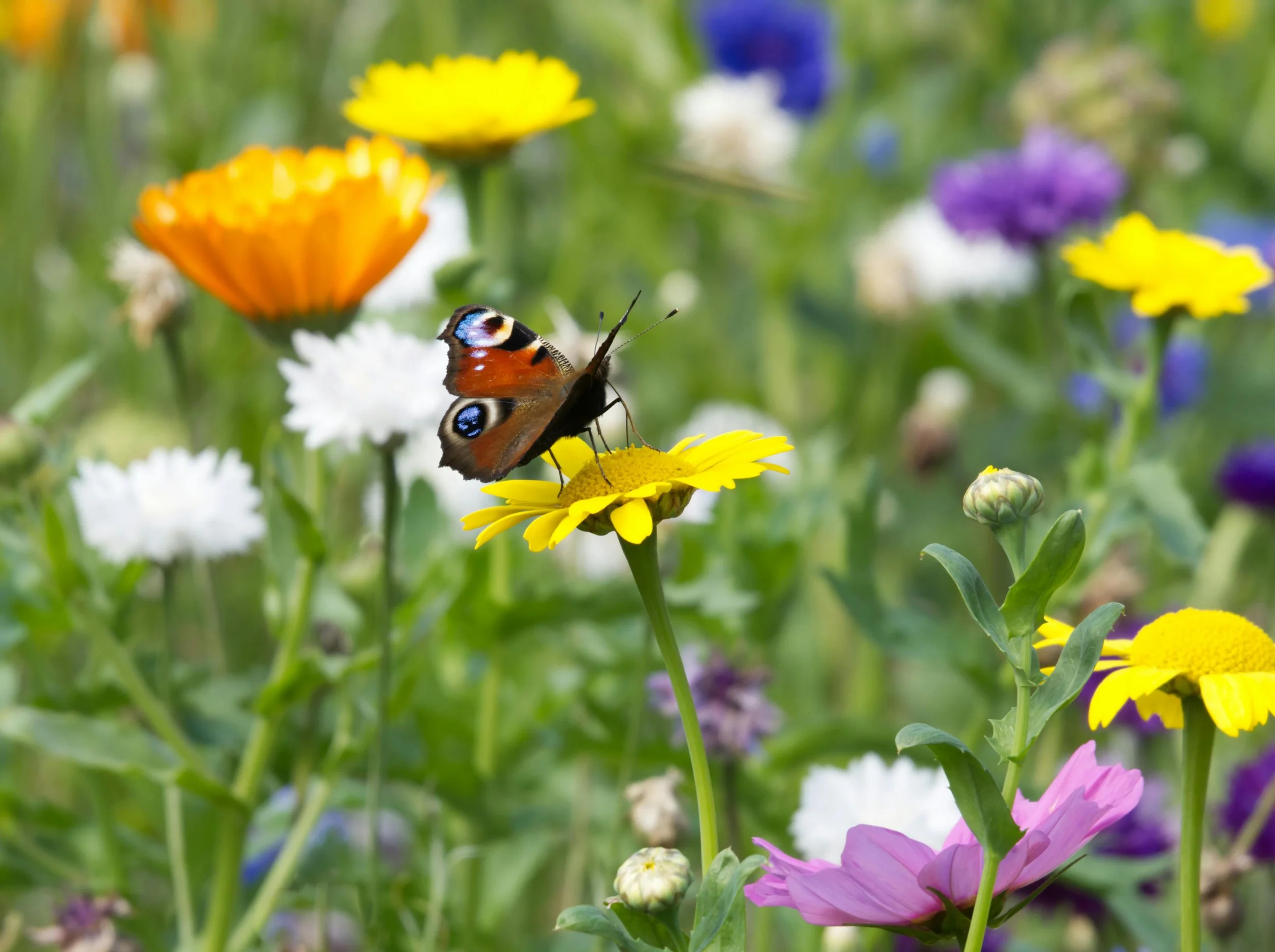 National Garden Wildlife Week: How to Make Your Garden a Haven for Nature