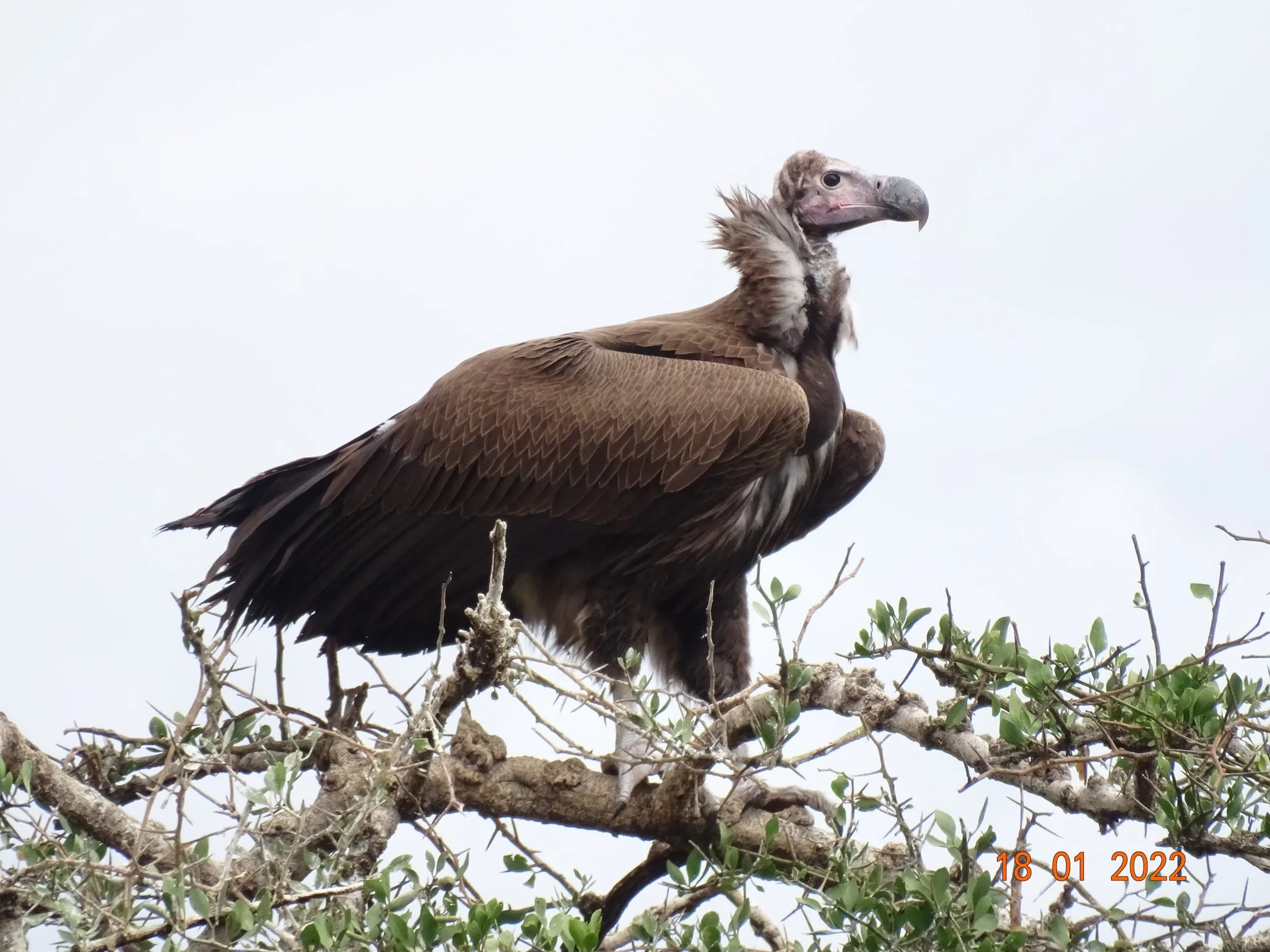 Plight of the Vulture Africa’s Biggest Conservation Problem
