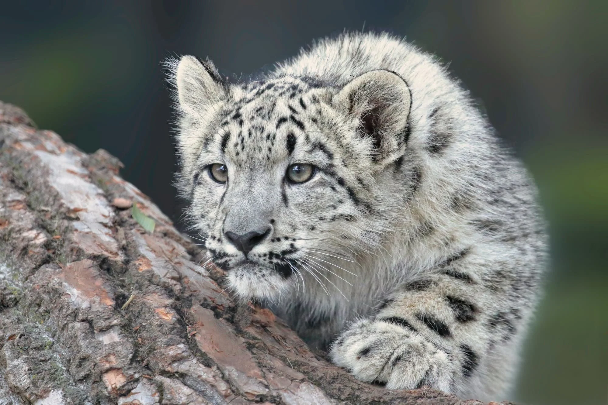 Snow leopards & Red pandas: How to conserve Nepal’s most elusive