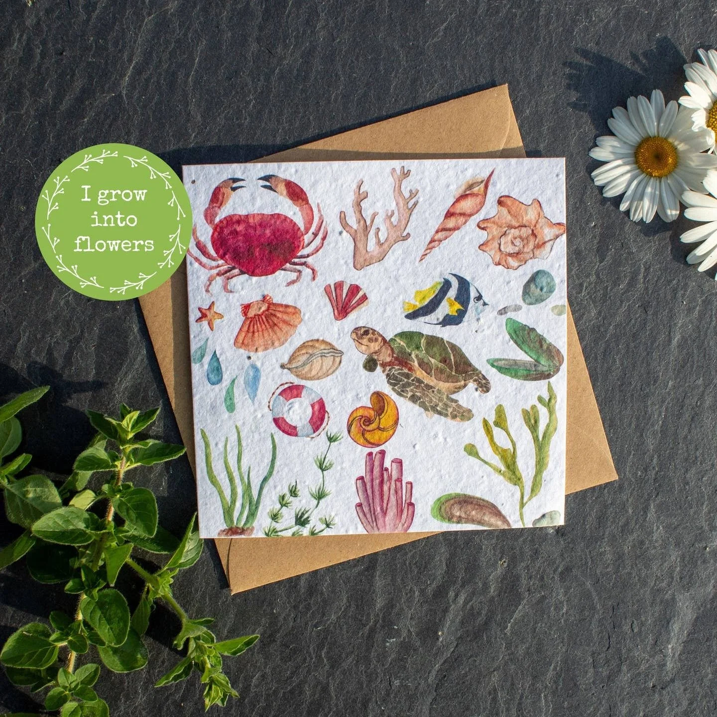 Rock Pool Animals Plantable Greetings Card