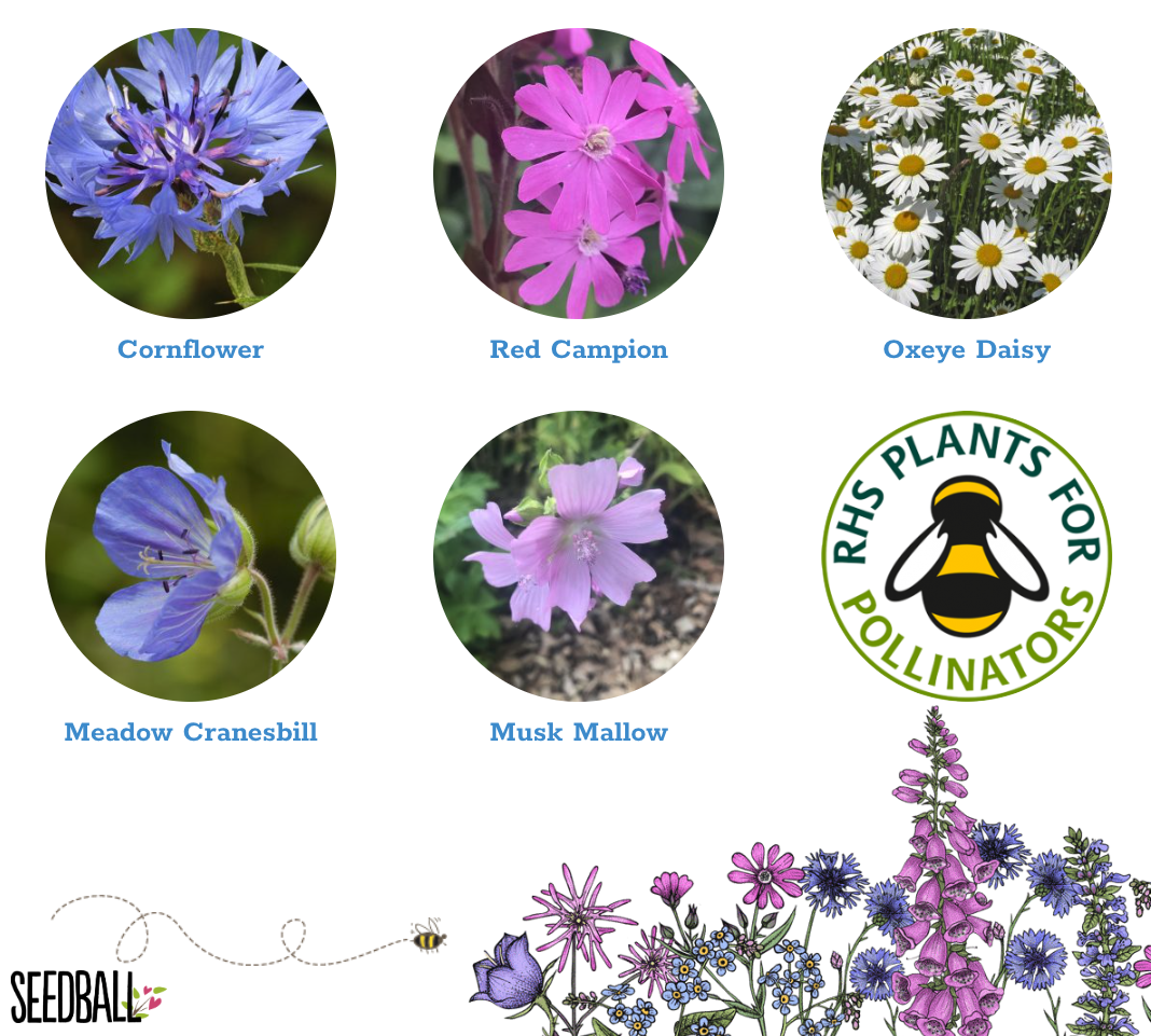 seedball-postcard-seedbox-matchbox-mix.png