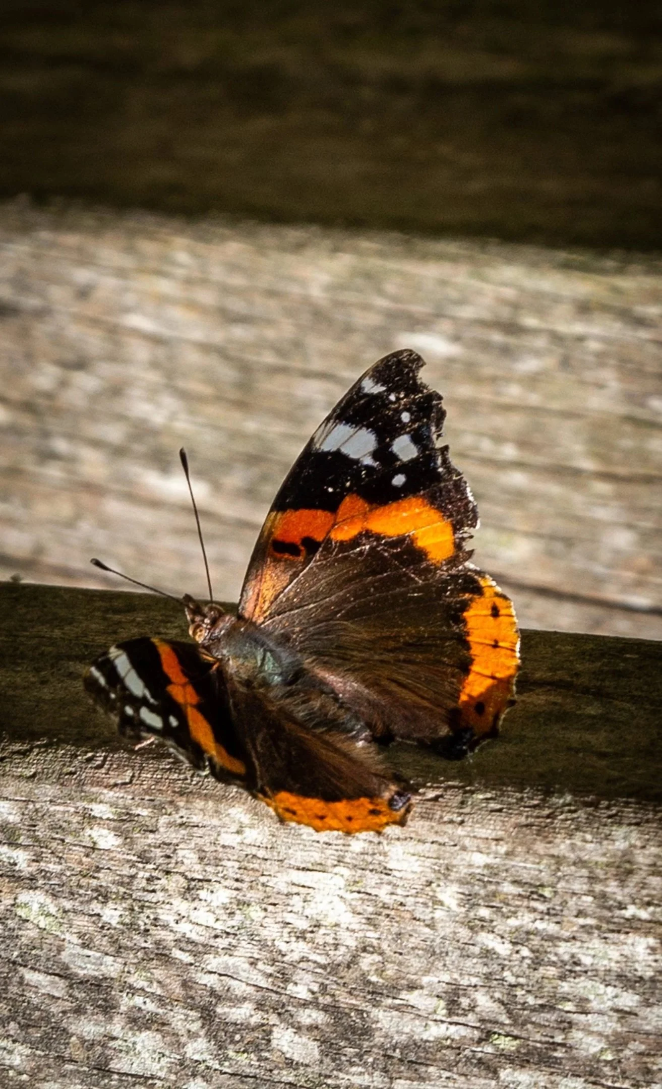 Red Admiral © G Lury