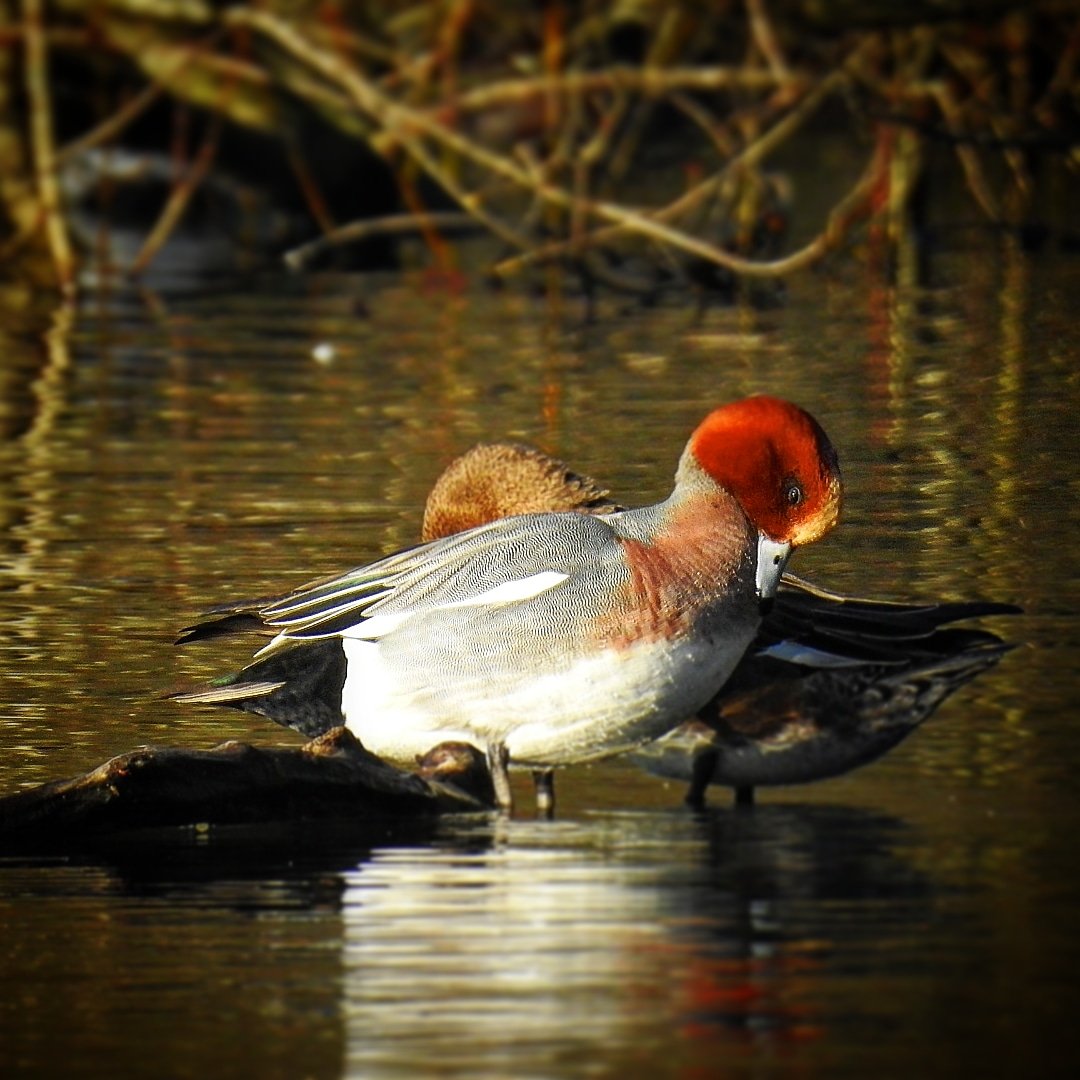 Wigeon (c) Guy Gerrard.jpg