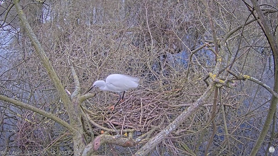 Egret on livestream nest.jpg
