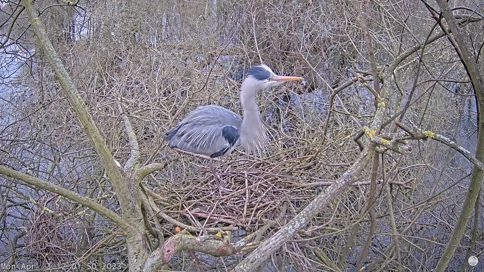 Heron on livestream nest.jpg