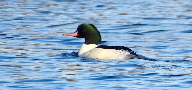 Goosander Jan 2024.jpg