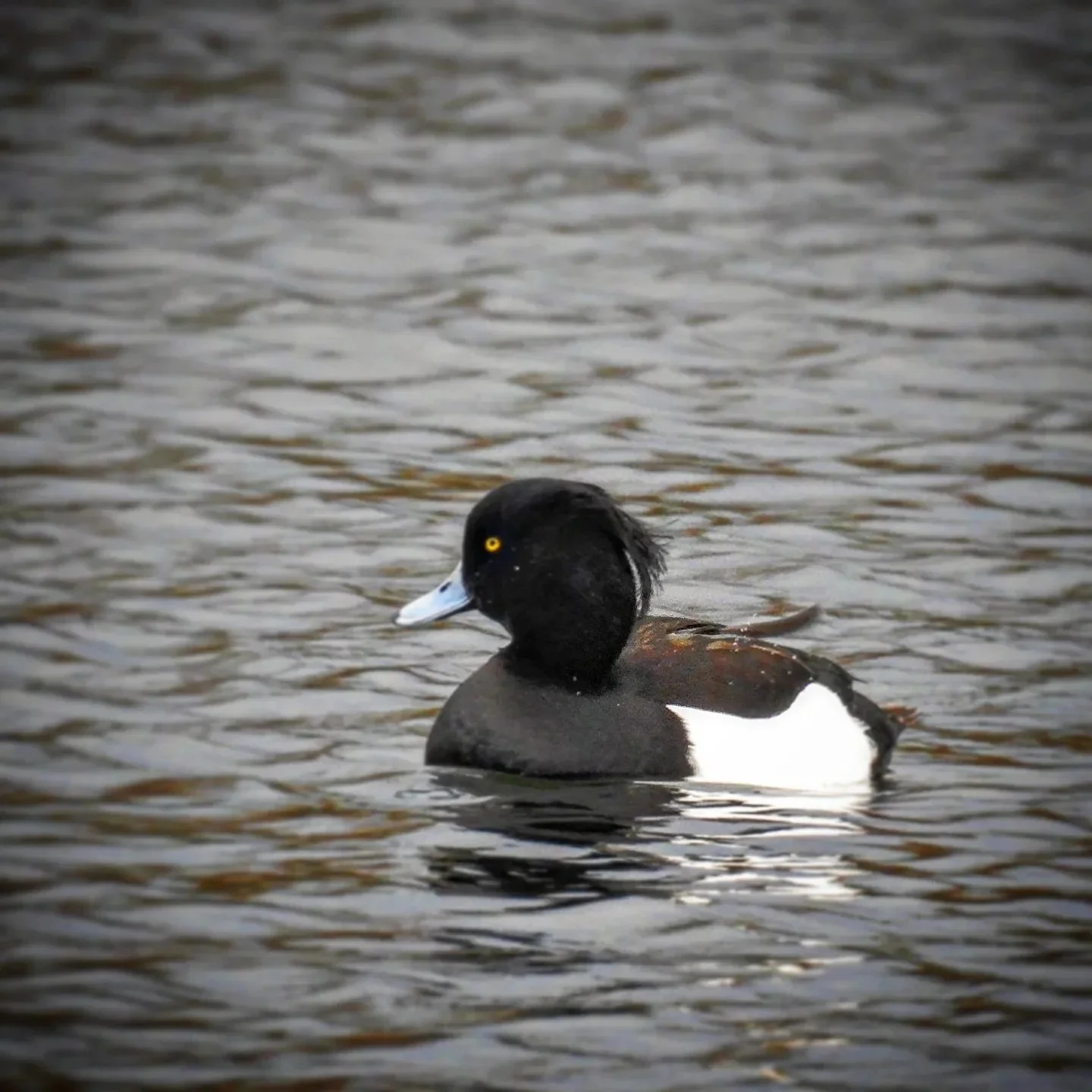 Tufted Duck © Guy Gerrard