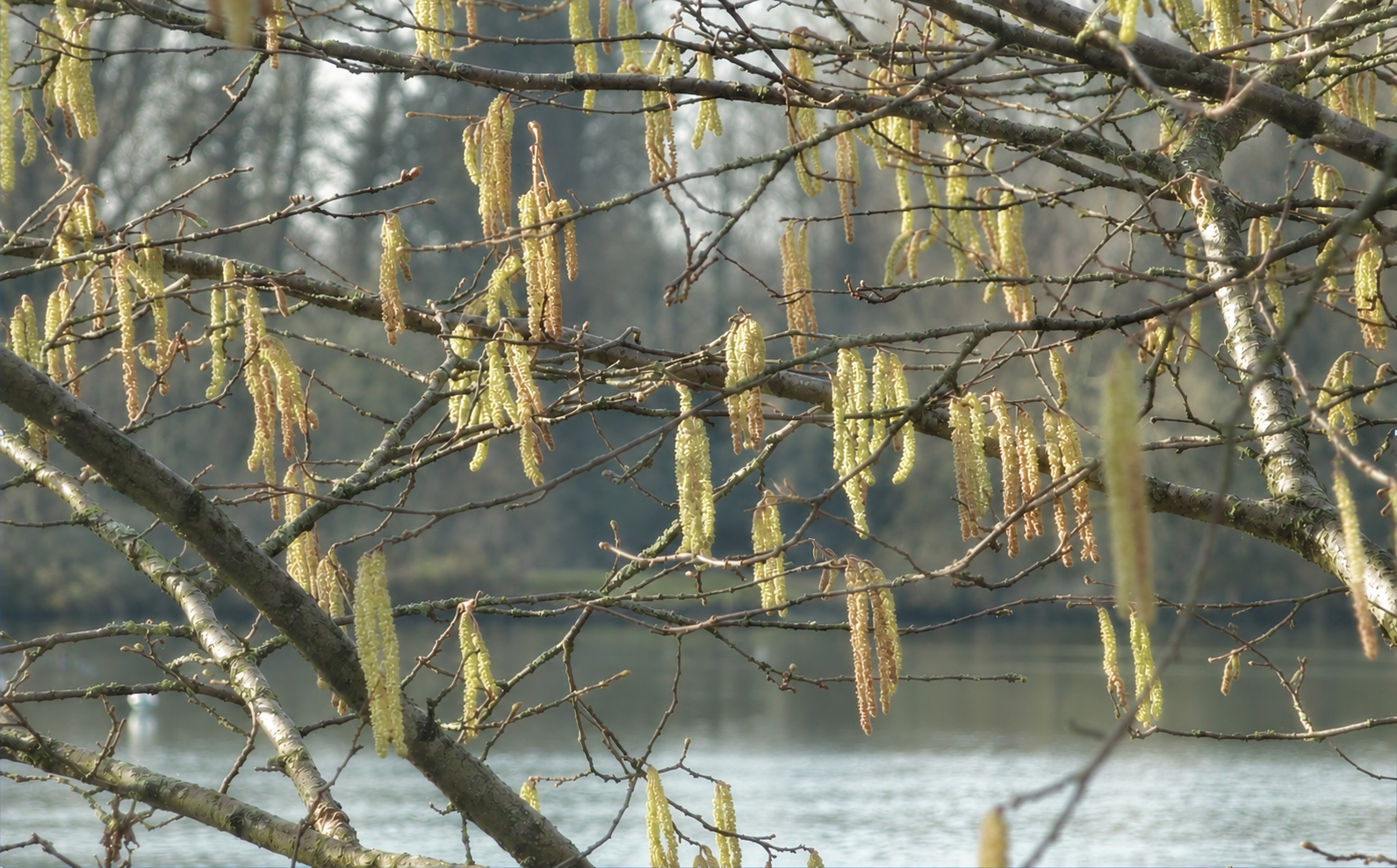 Hazy Spring Catkins by the Lake.png