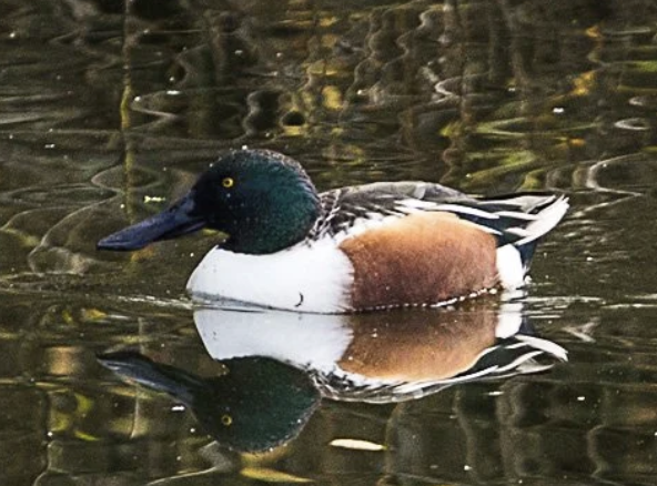 Shoveler © G Lury