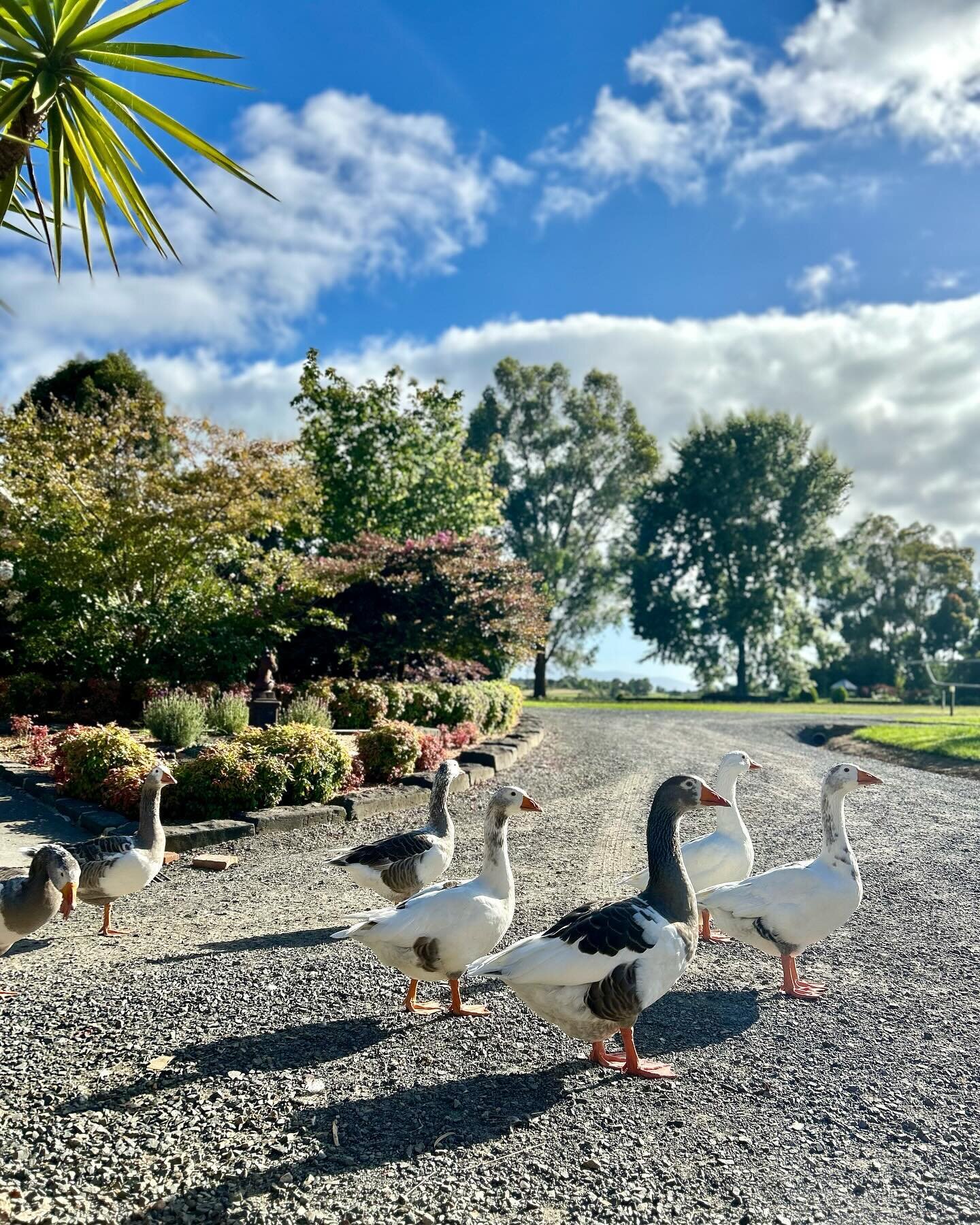 On the job, shooting in the Yarra Valley yesterday #geese #farm #farmlife #coldstream #melbournephotographer #photographer #locationshoot