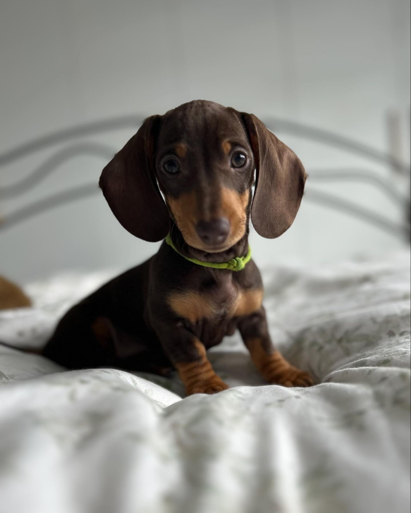 Dave Fowler photography would like to introduce you to our newest member of the team&hellip; Olive. #dachshund #minidachshund #mascot #chocandtan