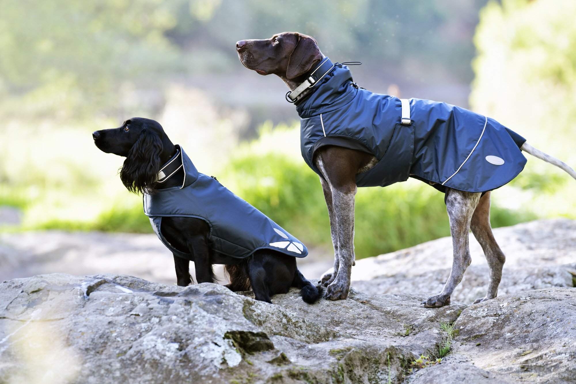 Corporate and commercial photography Melbourne, product photograph of dogs in jackets by David Fowler